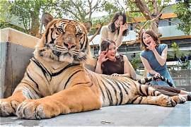 Discovery Pattaya City Tours with Tiger Park (Small/Medium/Large Tiger)